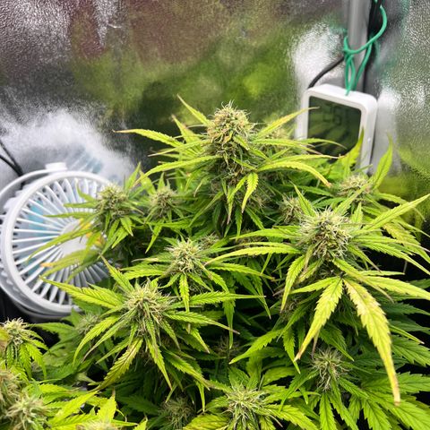 Mimi growlog timeline photo