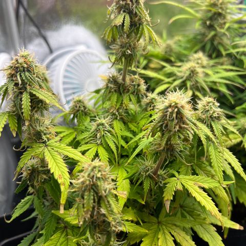 Beryl growlog timeline photo