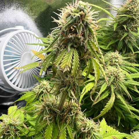 Beryl growlog timeline photo