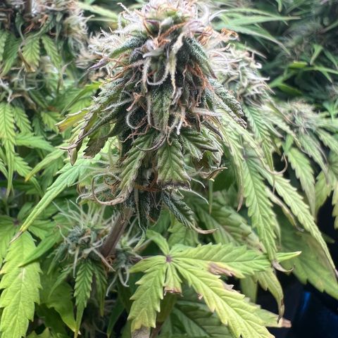 Beryl growlog timeline photo