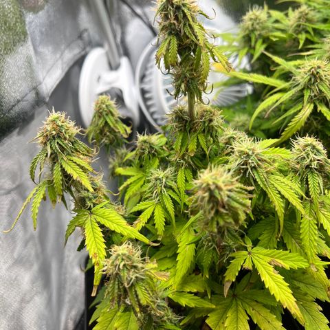 Beryl growlog timeline photo