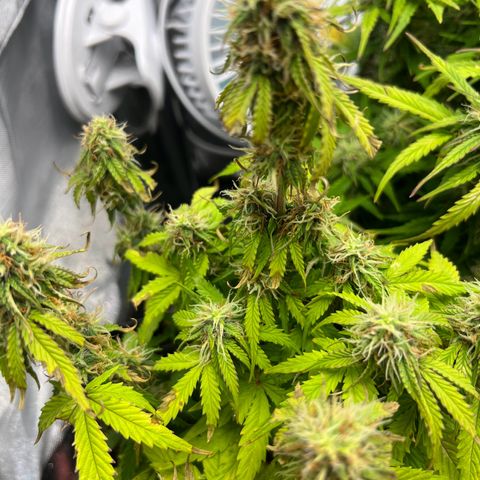 Beryl growlog timeline photo