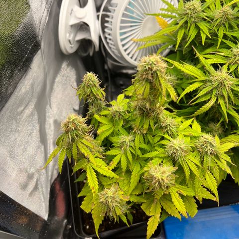 Beryl growlog timeline photo