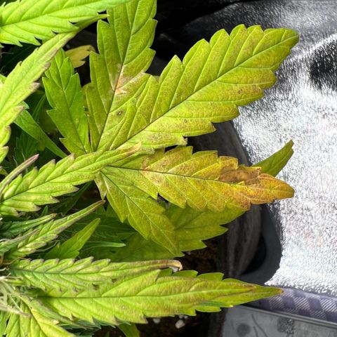 Mimi growlog timeline photo