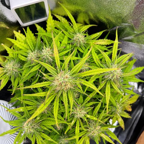 Mimi growlog timeline photo