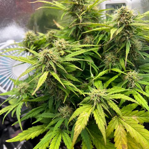 Mimi growlog timeline photo