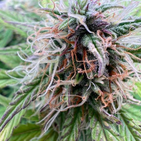 Mimi growlog timeline photo