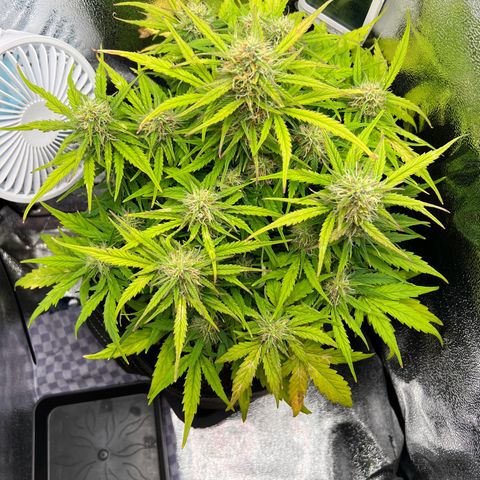 Mimi growlog timeline photo