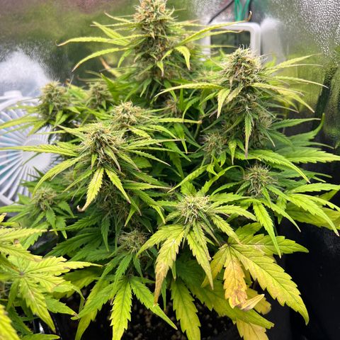 Mimi growlog timeline photo