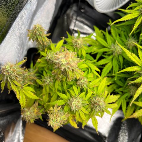 Beryl growlog timeline photo