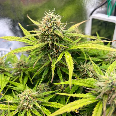Mimi growlog timeline photo