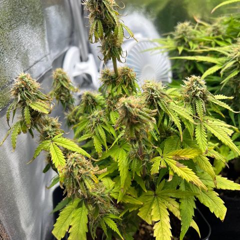 Beryl growlog timeline photo