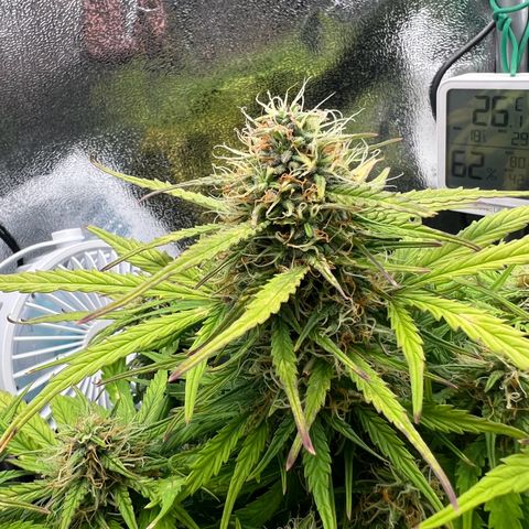 Mimi growlog timeline photo