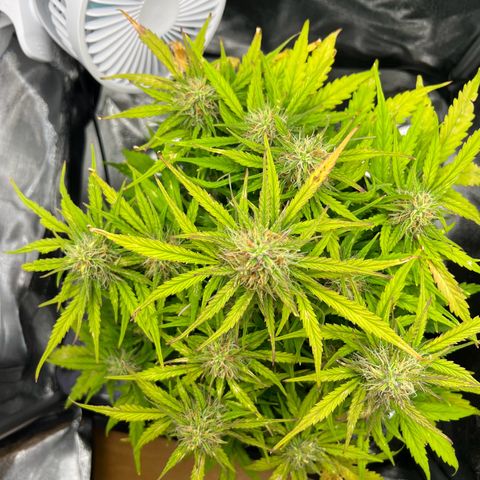 Mimi growlog timeline photo