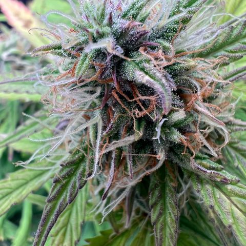 Mimi growlog timeline photo