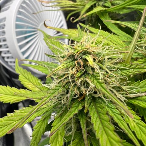 Mimi growlog timeline photo
