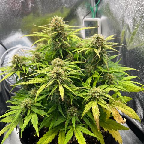 Mimi growlog timeline photo