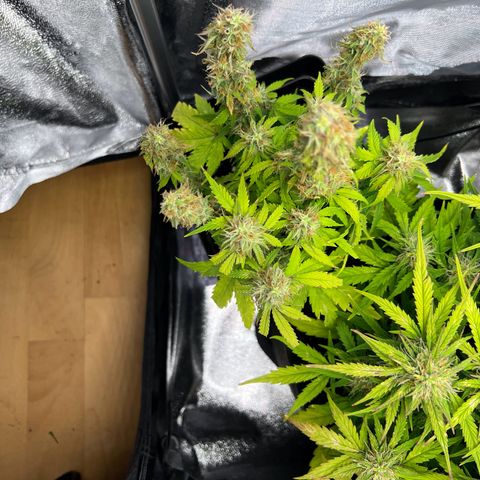 Beryl growlog timeline photo