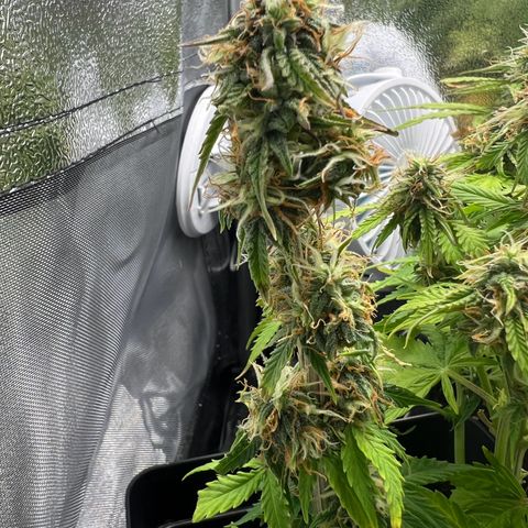 Beryl growlog timeline photo