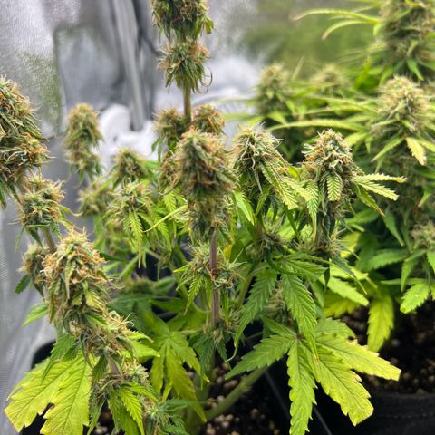 Beryl growlog timeline photo