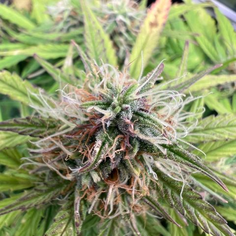 Mimi growlog timeline photo