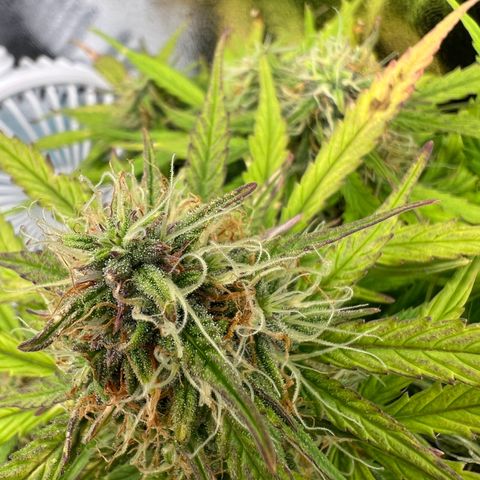 Mimi growlog timeline photo
