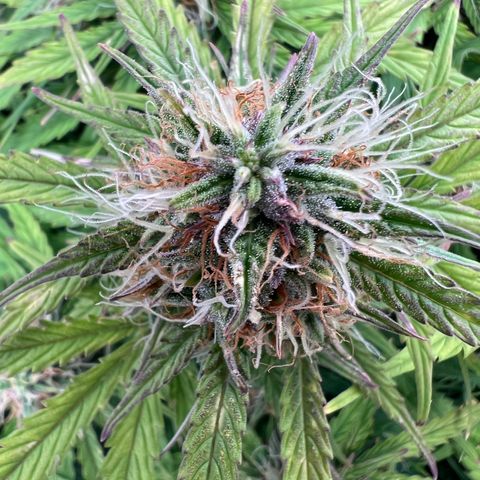 Mimi growlog timeline photo