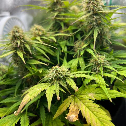 Mimi growlog timeline photo