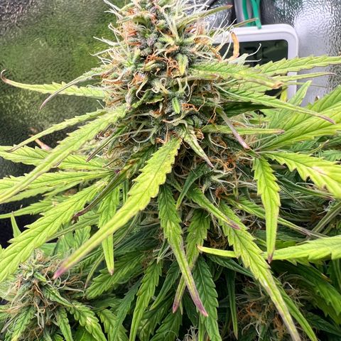 Mimi growlog timeline photo