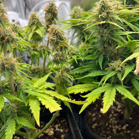 Beryl growlog timeline photo