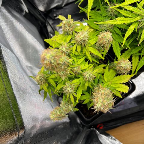 Beryl growlog timeline photo