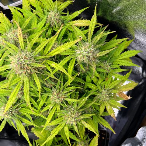 Mimi growlog timeline photo