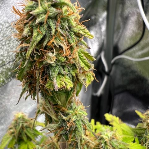 Beryl growlog timeline photo