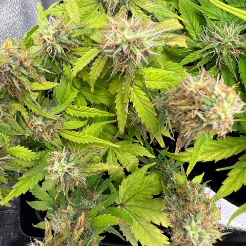Beryl growlog timeline photo