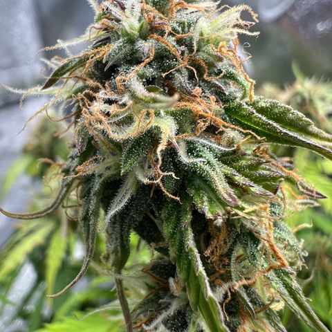Beryl growlog timeline photo
