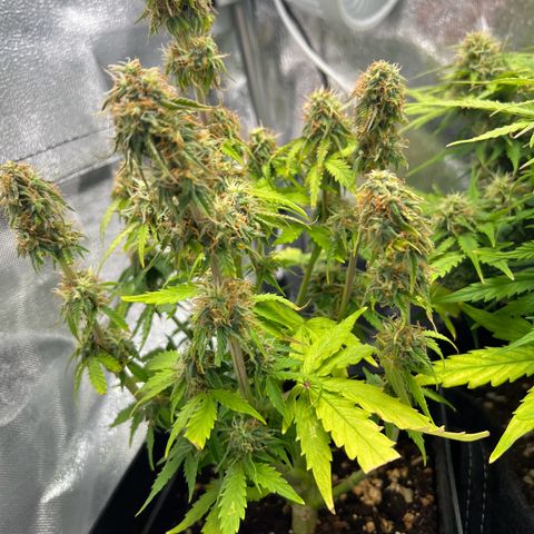 Beryl growlog timeline photo