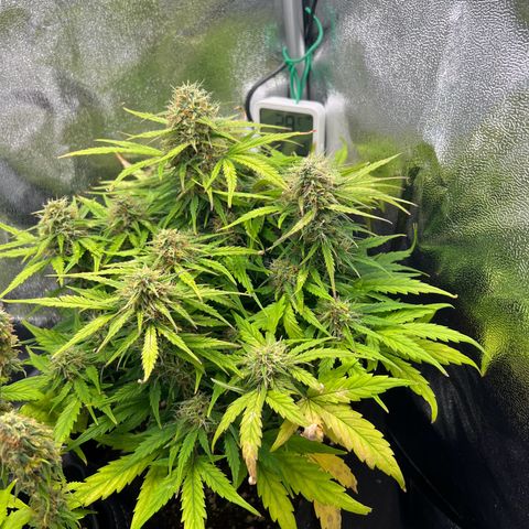 Mimi growlog timeline photo