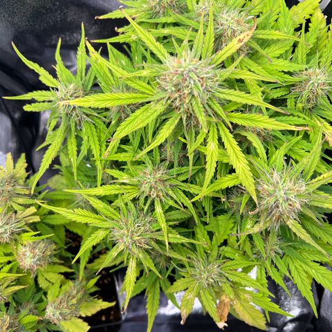 Mimi growlog timeline photo