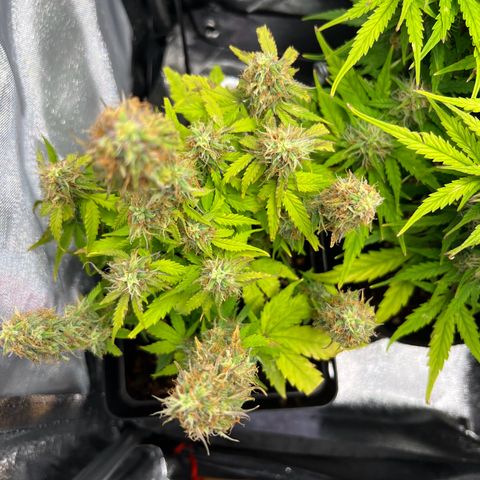 Beryl growlog timeline photo