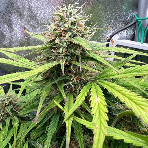 Mimi growlog timeline photo
