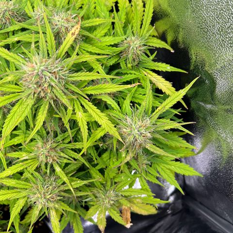 Mimi growlog timeline photo