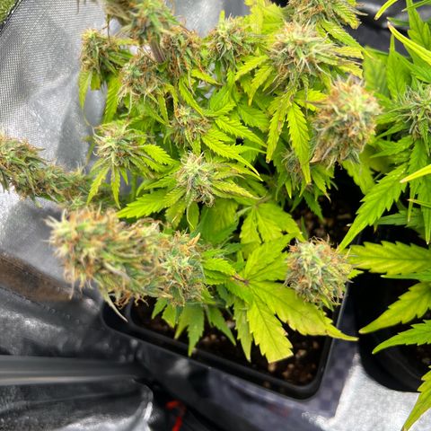 Beryl growlog timeline photo