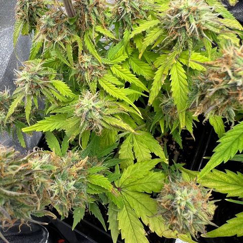 Beryl growlog timeline photo