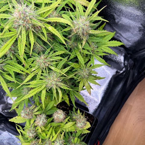 Mimi growlog timeline photo