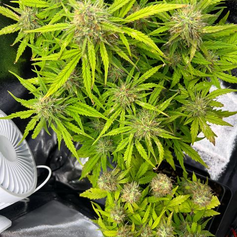 Mimi growlog timeline photo
