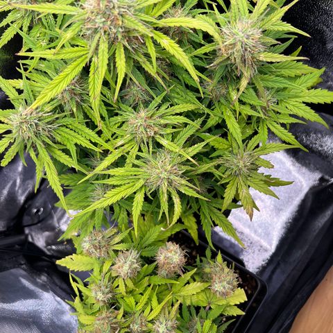 Mimi growlog timeline photo