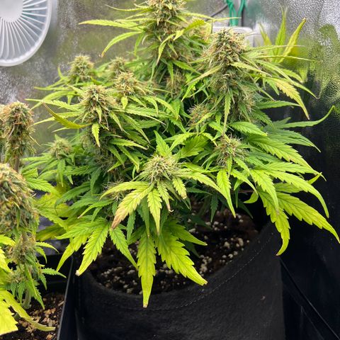 Mimi growlog timeline photo