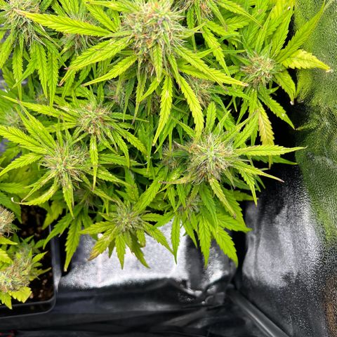 Mimi growlog timeline photo