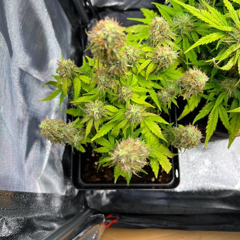Beryl growlog timeline photo