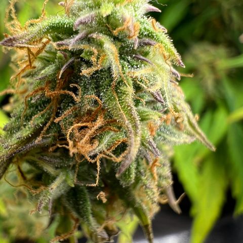 Beryl growlog timeline photo
